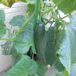☆夏野菜栽培☆