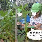 今日もオクラの観察