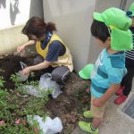 えだまめの苗植え：たいよう組