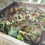お芋掘り体験