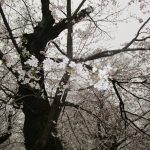 ３月２９日　さくら山へ散歩（＾◇＾）！