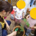 トマトの苗を植えました！