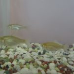 金魚がやってきた！
