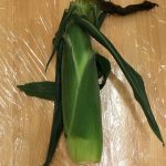 7月　うみ組