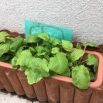 野菜の観察画