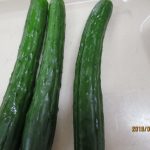 ９月９日　きゅうりです！