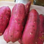 ９月２４日　食育活動！