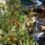 今年はトマトなどの野菜の栽培を行いました。