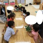 食育でブロッコリーに触ったよ！