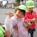 たいよう組 育てたさつま芋収穫