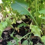 冬のお野菜成長しました