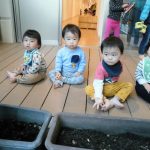 だいち組 チューリップの球根を植えたよ♪