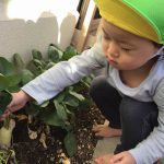 そよかぜ組 大根ができたよ♪