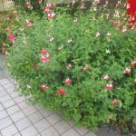 「チェリーセイジ」