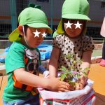夏野菜