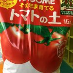 トマトの栽培をしました