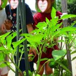 ６月９日　大きいよ！収穫しよう！