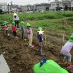 じゃがいも掘にいってきました。~そら・たいよう組~