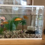 金魚の楽園