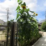 そら組　ひまわり
