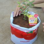 たいよう組:「さよなら」トマト