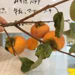 柿の木が出来ました。