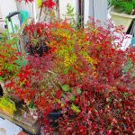 １１月１７日　消防署見学！