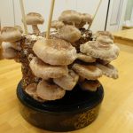 しいたけ栽培6日目:収穫