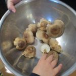 しいたけ栽培：第一期浸水まで