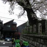 「たいよう組　さんぽ」