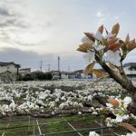 自然いっぱいの町、稲田堤