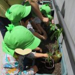「野菜の苗植え」
