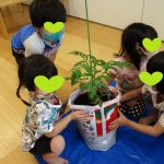 幼児:トマト栽培活動