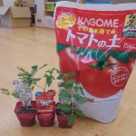 5月29日トマトの様子です