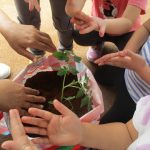 トマトを植えました！　幼児ぐみさん