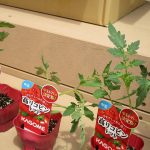 うみぐみ　トマト栽培を始めました！