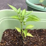 うみぐみ、苗植えをしたよ!