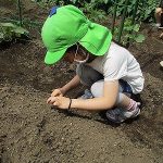 ☆たいよう組・畑☆