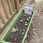 朝顔の芽が出ました~!!