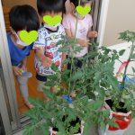 幼児：6月10日トマト栽培活動