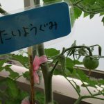 幼児：6月18日トマト栽培活動