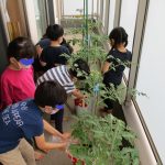 幼児：6月22日トマト栽培活動