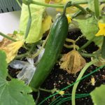 たいよう組の野菜が収穫できました!