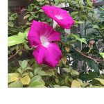 朝顔の花が咲きました。