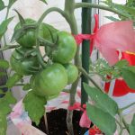 幼児：7月2日トマト栽培活動