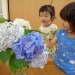紫陽花の観察・・・そら組