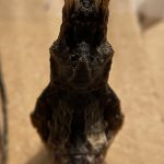サナギから黒アゲハになったよ！