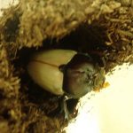 カブトムシ二世　羽化しました！