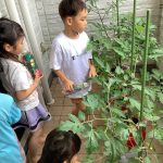 たいようぐみ 夏野菜の栽培