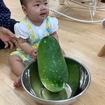 ★さわってみよう!冬瓜★